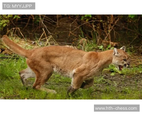 雪豹与美洲狮的生存之争谁才是野生动物之王的真正代表